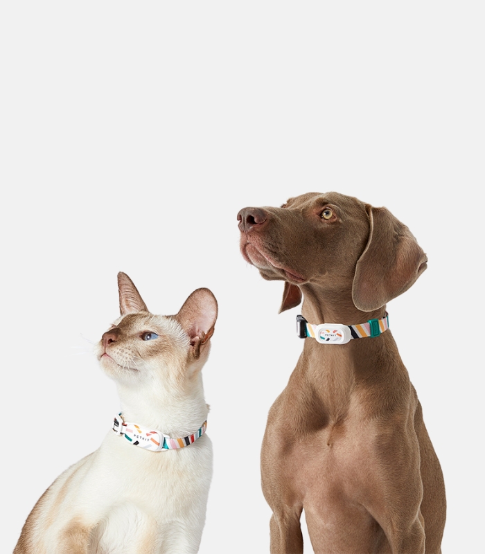 cat and dog with activity tracker