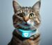 Firefly a cat wearing a cat health monitor collar, 8k , realistic