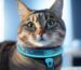 best cat health monitors